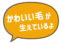 かわいい毛が生えているよ